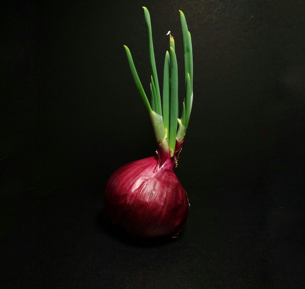 onion nutrition