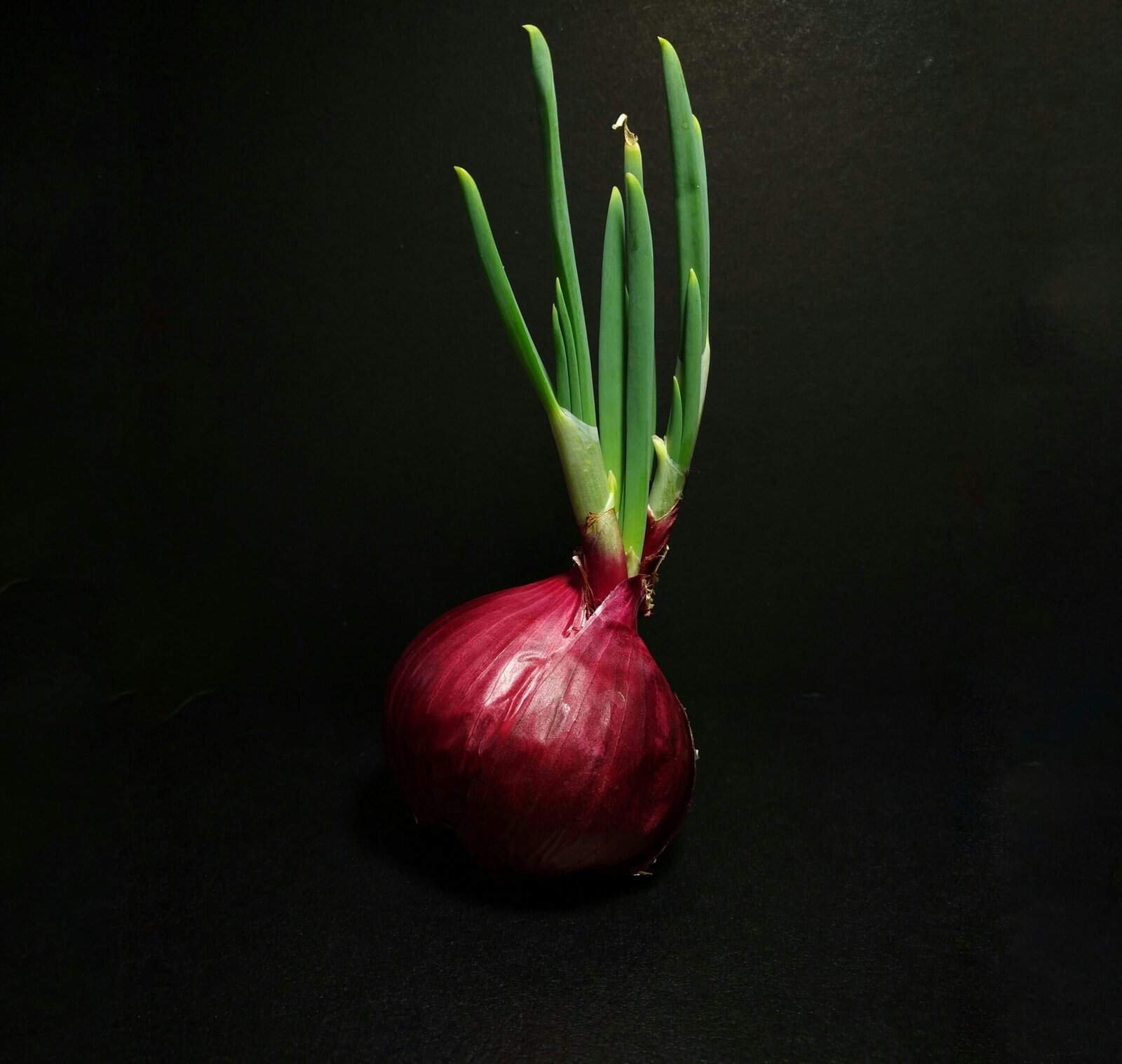 onion nutrition